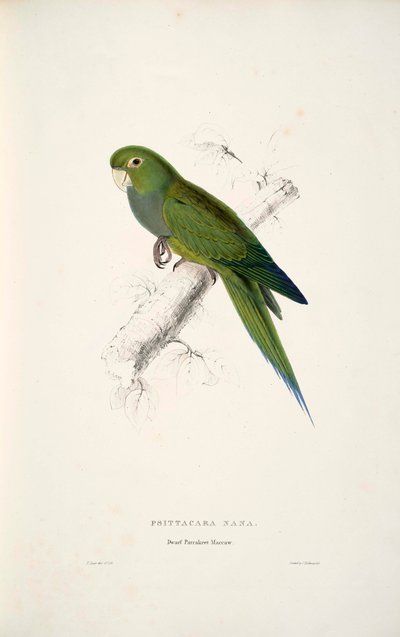 Olive-throated Parakeet by Edward Lear